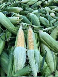 Maïs sucré frais - Épis de maïs