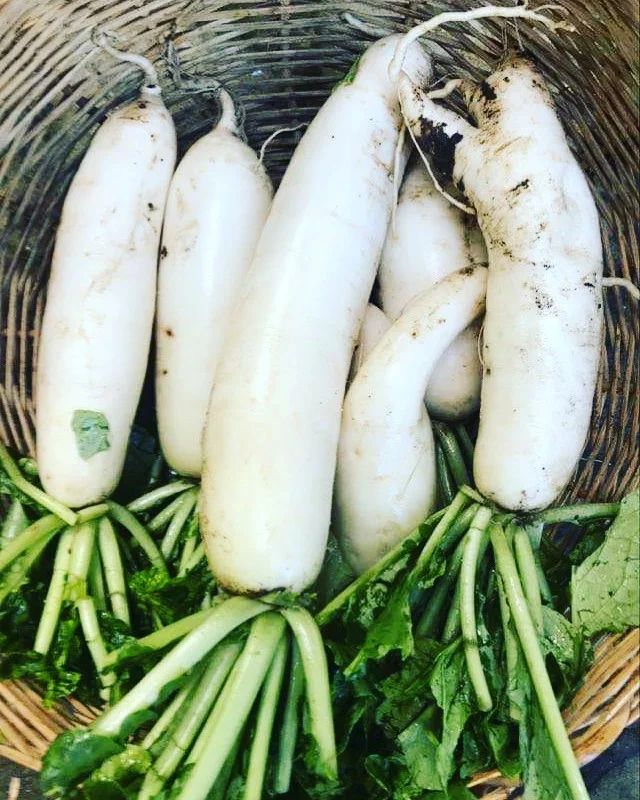 Navet blanc chinois - Daikon (Raphanus sativus var. longipinnatus)
