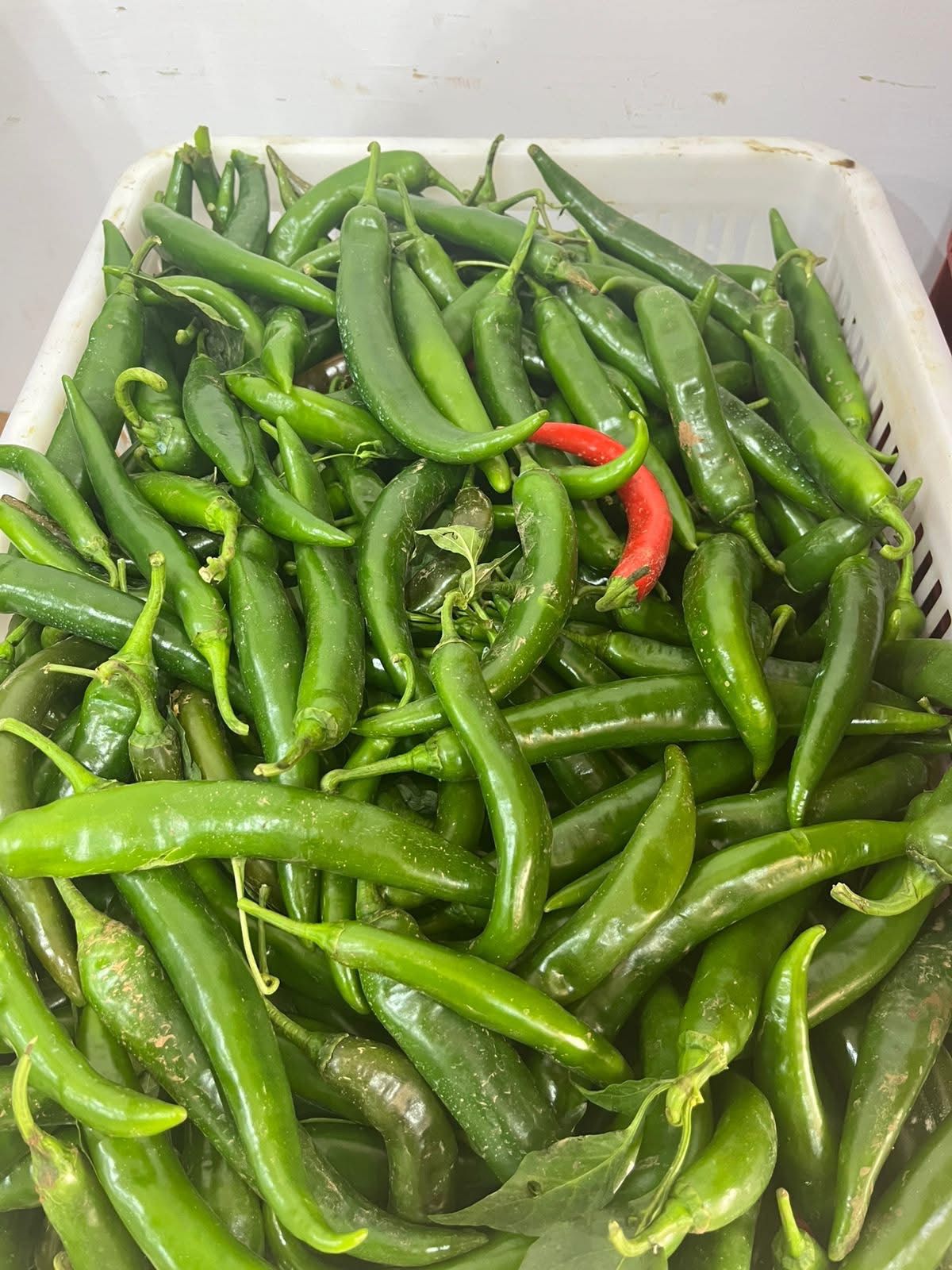 Piments verts - Fraîcheur et piquant naturel